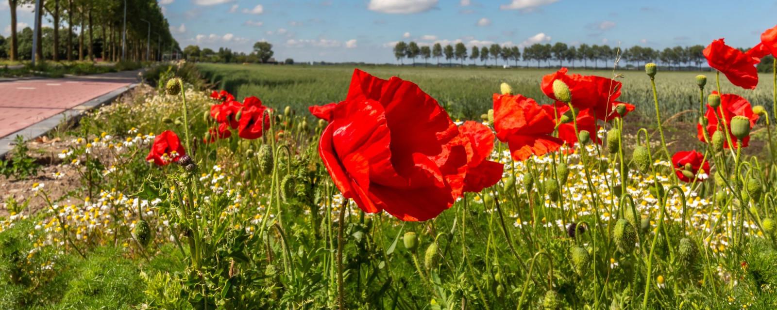 Floortje van Eijk